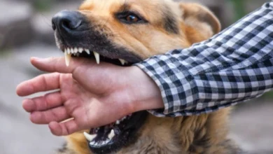male german shepherd bites a man by the hand converted